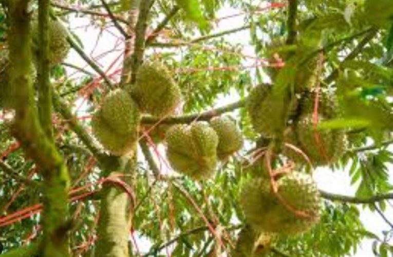 นราธิวาส – เกษตรกรสวนผลไม้เดือดร้อนหนัก หลังผลผลิตตามฤดูกาลชะงักจากสภาพอากาศแปรปรวน