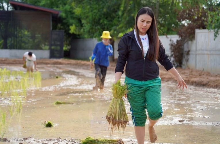 มุกดาหาร – ศูนย์เรียนรู้ชั่งทองฟาร์ม จัดกิจกรรม ปลูกข้าววันแม่ เกี่ยววันพ่อ