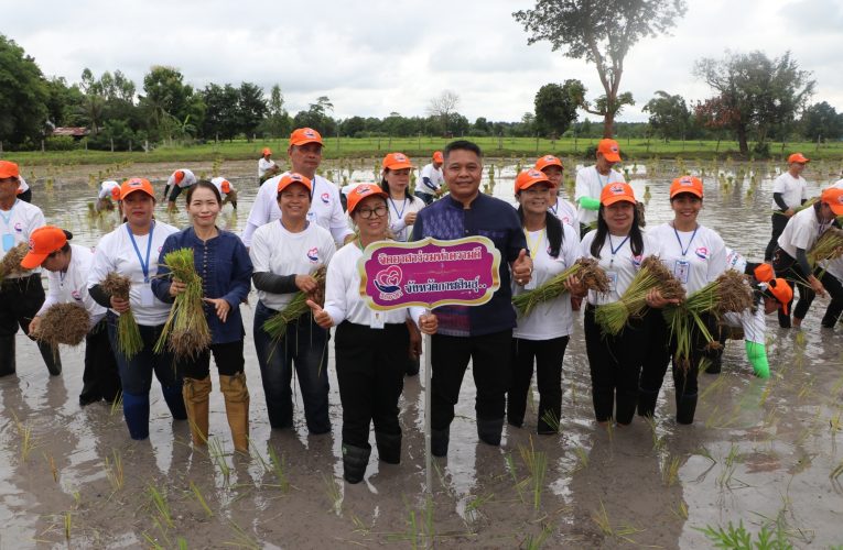 กาฬสินธุ์ – จัดกิจกรรมดำนาก้าวตามรอยพ่อ “ปักดำวันแม่ เก็บเกี่ยววันพ่อ” เฉลิมพระเกียรติสมเด็จพระบรมราชชนนีพันปีหลวง
