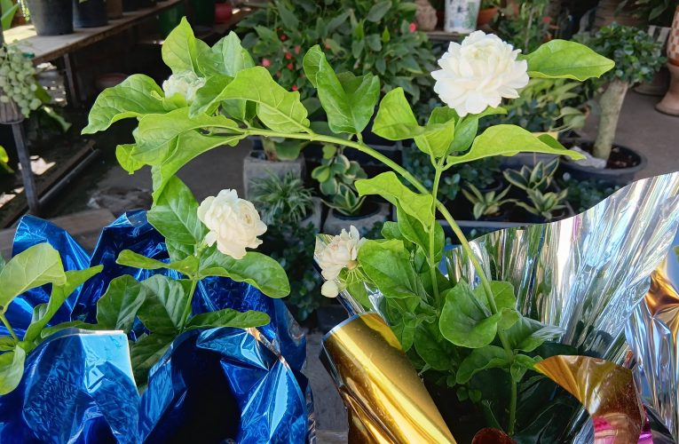 กำแพงเพชร – ต้นมะลิขายดีประชาชนพากันซื้อไปมอบให้แม่เนื่องในวันแม่แห่งชาติ