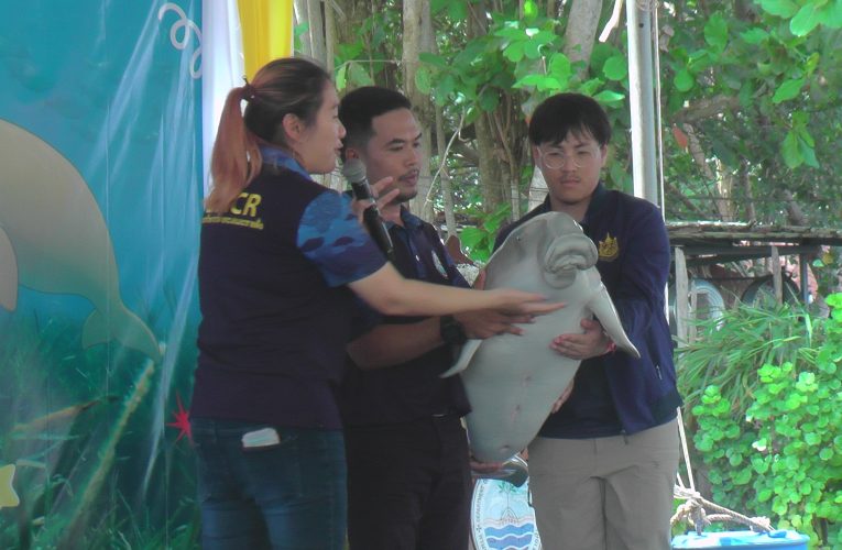 กระบี่ – จัดงานแก้วิกฤตพะยูนไทยร่วมใจอนุรักษ์ฟื้นฟูหญ้าทะเลให้เกิดผลเป็นรูปธรรมวันพะยูนแห่งชาติเฉลิมพระเกียรติเจ้าฟ้าสิริวัณณวรีนารีรัตน