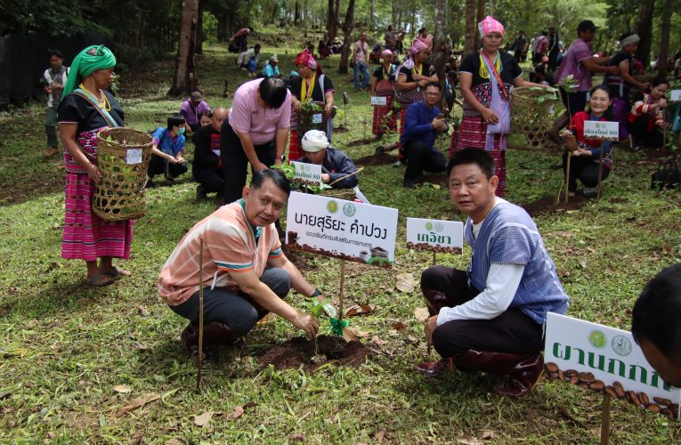 ส่งเสริมผลิตกาแฟพันธุ์ดี
