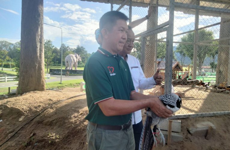 เชียงใหม่ – สวน อบจ.เชียงใหม่ เสริมทัพสัตว์น่ารักสวยงามต่อเนื่อง รับมอบไก่ฟ้าพญาลอ