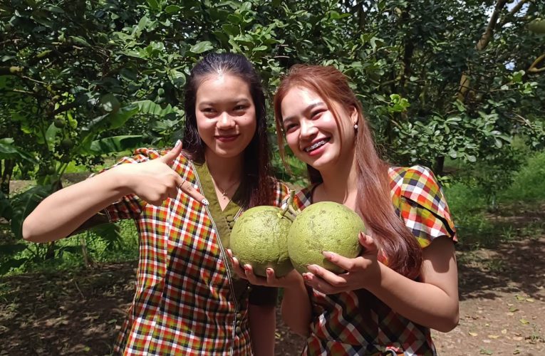 ชัยภูมิ – ส้มโอบ้านแท่นโกอินเตอร์สองตายายสู้ชีวิตพลิกผืนนาปลูกสวนส้มโอขายทำเงินปีล่ะกว่าครึ่งล้าน