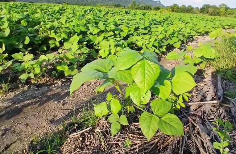 เกษตรกรปลูกข้าวโพดขาดทุนหันมาปลูกถั่วเขียวทดแทนและบำรุงดิน