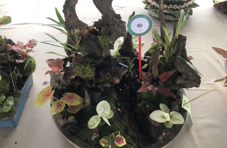 ประกวดบอนสี ชิงถ้วยพระราชทาน พระบาทสมเด็จพระเจ้าอยู่หัว และ สมเด็จพระนางเจ้าพระบรมราชินี ครั้งที่ 2