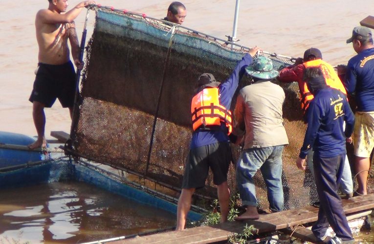 มุกดาหาร ผู้ประกอบการกระชังปลาร้องให้ทางการเยียวยาและไกล่เกลี่ยความเสียหาย