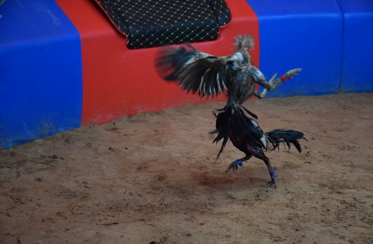 เปิดสนามชนไก่ ระดับ 5 ดาววันแรกคู่เอกกินกันไม่ลง