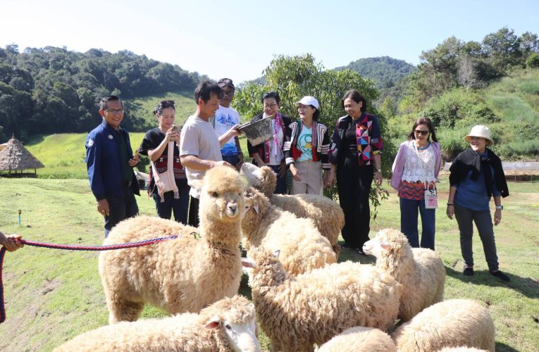 ผู้ว่าราชการจังหวัดแม่ฮ่องสอน เชิญชวนนักท่องเที่ยวทั้งชาวไทยและชาวต่างชาติ มาสัมผัสบรรยากาศ ” มะเขือส้ม อัลปาก้า ชีฟฟาร์ม “แหล่งท่องเที่ยว Landmark แห่งใหม่