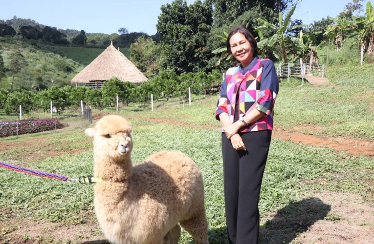 แม่ฮ่องสอน – ผู้ว่าราชการจังหวัดแม่ฮ่องสอน เชิญชวนนักท่องเที่ยวทั้งชาวไทยและชาวต่างชาติ มาสัมผัสบรรยากาศ ” มะเขือส้ม อัลปาก้า ชีฟฟาร์ม “แหล่งท่องเที่ยว Landmark แห่งใหม่