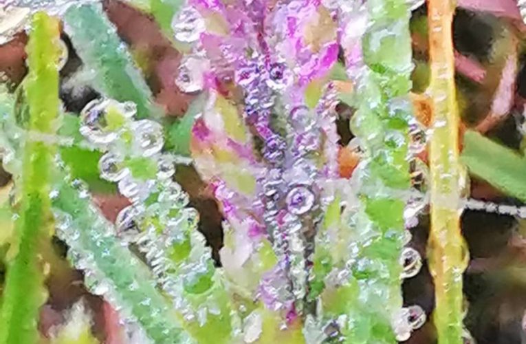 อากาศหนาวเย็นอุณหภูมิ 9 องศา ที่ยอดดอยอินทนนท์ นักท่องเที่ยวเริ่มคึกคัก