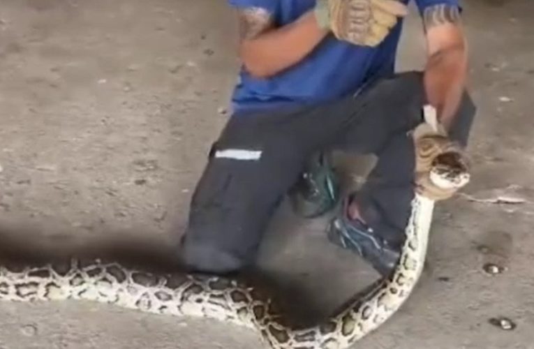 ชัยภูมิผวางูเหลือมยักษ์ดอดขโมยกินไก่ชนชาวบ้านสูญเงินกว่า5,000บาท