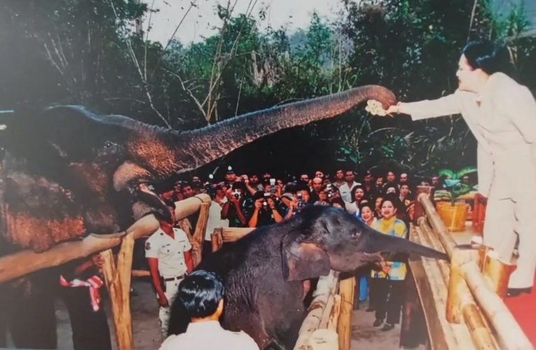 สนองพระราชปณิธานพระพันปีหลวงที่นำช้างคืนสู่ป่าซับลังกา