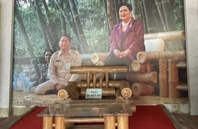 ส่งเสริมปลูกไผ่