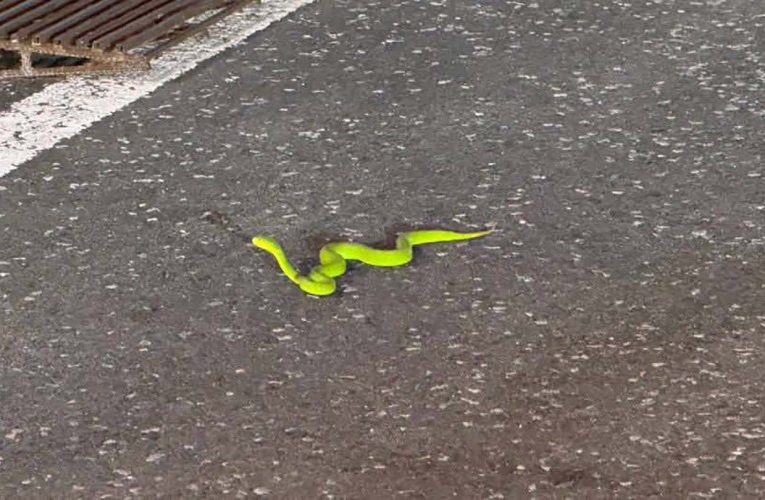 มุกดาหาร กู้ภัยเตือนงูเขียวหางไม้หากถูกกัดเป็นอันตรายถึงชีวิต