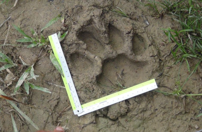 ยะลา ชาวบ้านอำเภอเบตงผวาไม่กล้าเข้ากรีดยางพาราหลังพบรอยเท้าเสือ