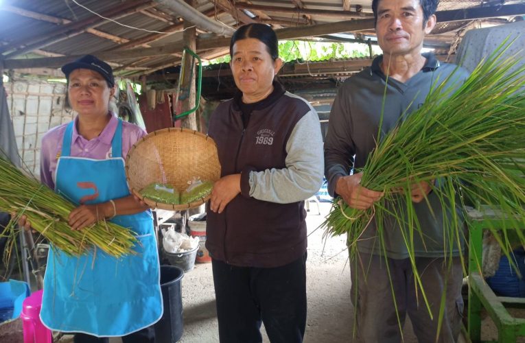 สกลนคร ดูการผลิตข้าวเม่าแม่นก แม่เครือวัลย์บ้านงิ้วด่อนไม่ง่ายกว่าจะได้แต่ละกิโล