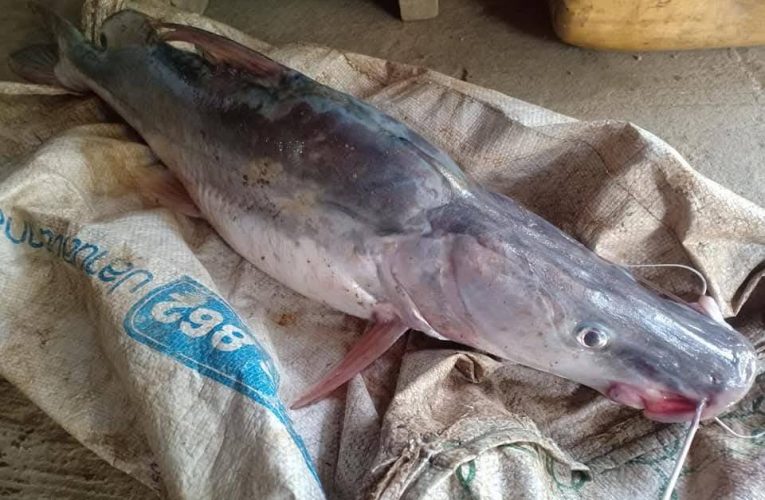 ไม่กล้ากินปลาสาละวินกระทบหนัก