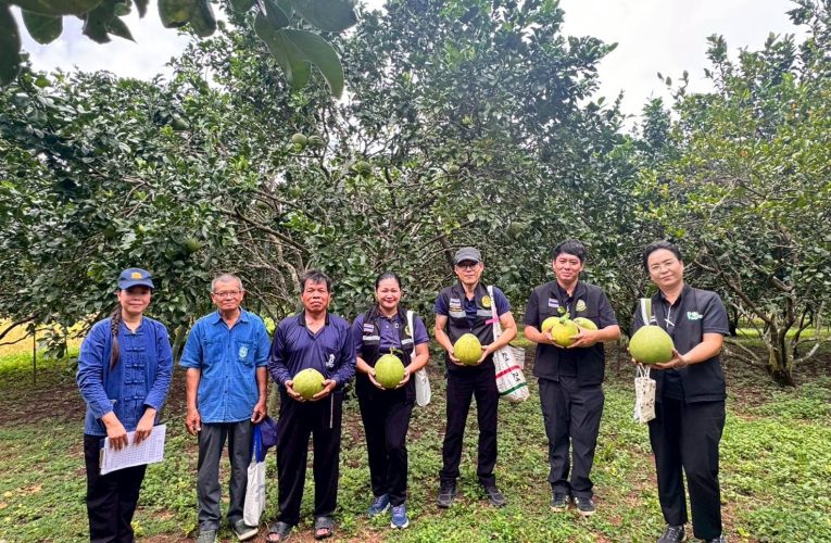 พาณิชย์แพร่ !! ร่วมลงพื้นที่ตรวจสอบคุณภาพและแหล่งที่มาของสิ่งบ่งชี้ทางภูมิศาสตร์ “ส้มโอขาวน้ำผึ้งเมืองลอง”
