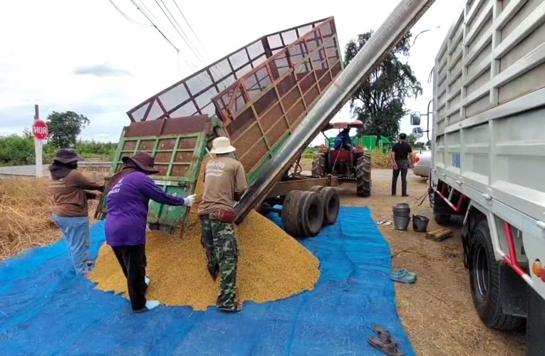 ชาวนาลพบุรีเร่งเกี่ยวข้าวหนีน้ำแม้ราคาตกต่ำความชื่นสูงวอนรัฐช่วย