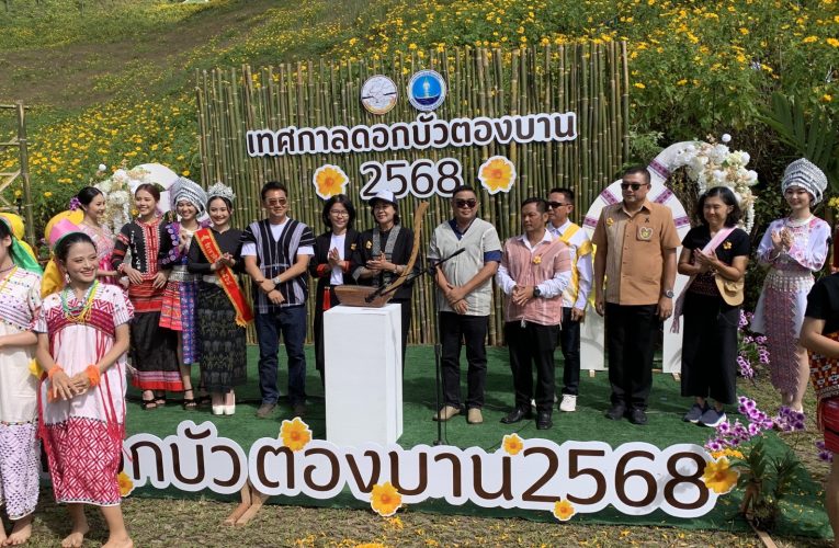 แม่ฮ่องสอน เปิดแล้วทุ่งดอกบัวตองดอยแม่อูคอ ดอกเหลืองอร่ามเต็มยอดดอยแม้จะลุ้นระทึกกับฝนที่ตกลงมาหนักกว่าทุกปี