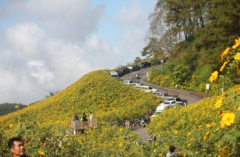 เปิดแล้วเทศกาลดอกบัวตองบานที่ ดอยแม่อูคอ อ.ขุนยวม จ.แม่ฮ่องสอน ท่ามกลางดอกบัวตองที่บานสะพรั่งกว่า 65 เปอร์เซ็นต์ บนยอดดอยที่มีอากาศหนาวเย็นด้านนักท่องเที่ยวพากันหลั่งไหลไปเที่ยวอย่างคับคั่ง