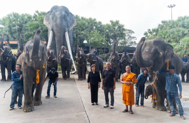 “พี่น้องต่างครรภ์แห่งสวนนงนุชพัทยา” เปิดตำนานอบอุ่นสองชีวิตใหม่ลูกช้างคู่สายเลือดเดียวกัน