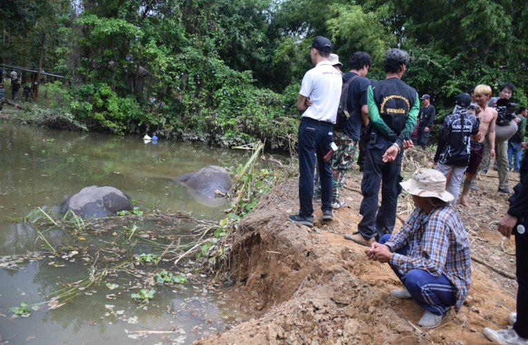 จ.จันทบุรี เกิดเหตุช้างป่าสามตัวถูกไฟฟ้าช็อตดับในสวนผลไม้พื้นที่ อ.เขาคิชฌกูฏ เจ้าหน้าที่เร่วหาสาเหตุการล้มที่แท้จริง พร้อมประสานเขตห้ามล่าสัตว์ป่าเขาสอยดาว เข้าร่วมจัดทำบันทึกแจ้งความดำเนินคดีกับเจ้าของที่ดิน เนื่องจากเข้าข่ายกระทำโดยประมาทเป็นเหตุให้สัตว์ป่าคุ้มครองถึงแก่ความตาย
