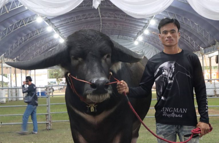 องค์กรรัฐจับมือองค์กรเอกชนอุดร จัดประกวดควาย “อุดรธานี วิถีคน วีถีควาย มรดกไทย มรดกโลก” ครั้งที่ 4 ประจำปี 2568 ชิงถ้วยพระราชทาน ฯ