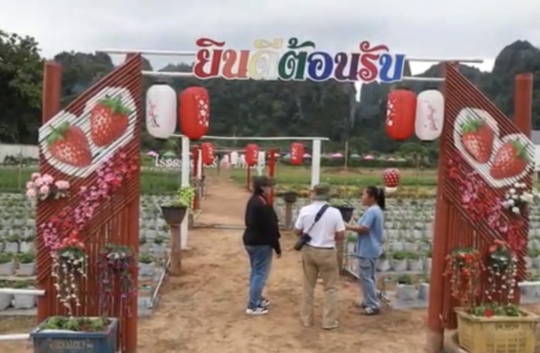 พิษณุโลก ไร่สตรอเบอรี่บ้านมุง ยกสวนจากเชียงใหม่มาให้ลูกค้าชิมสดๆ