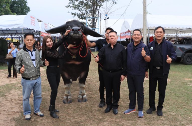 วันที่ 3 ของงานประกวดควายสวยงามคึกคัก รองนายก อบจ.อุดรลงมอบรางวัล “ควายสวยงามรุ่นจิ๋ว-รุ่นเก๋า”