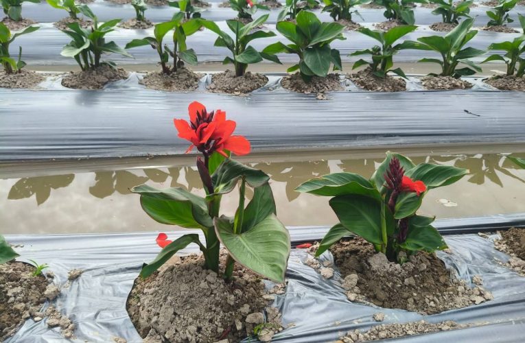 สกลนคร ปลูกแตงกวา พุทธรักษาส่งบริษัท รายได้ปีละ กว่า 5-6 แสน