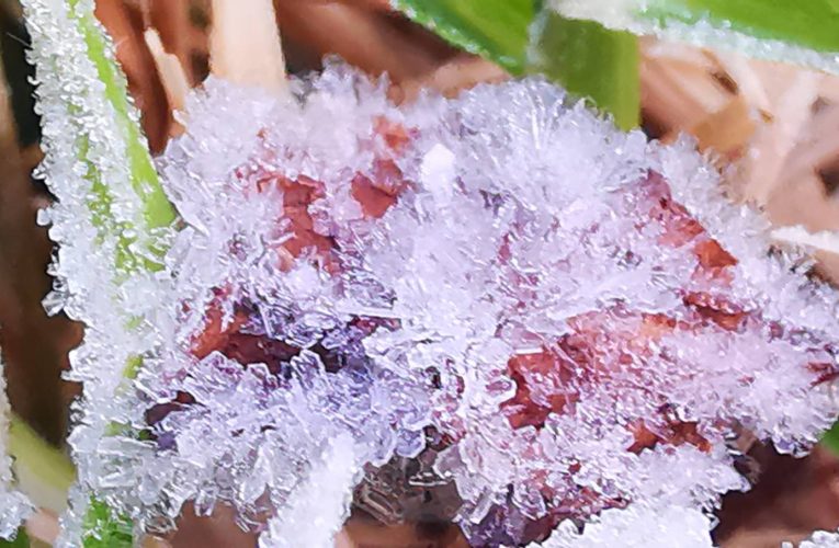 อากาศหนาวเย็น อุณหภูมิยอดหญ้า 0.2 องศา ที่ยอดดอย 5 องศา เกิดปรากฏการณ์เหมยขาบวันที่ 2 ขาวโพล นักท่องเที่ยวได้สัมผัสอากาศหนาวเต็มที่ ชมแสงอาทิตย์ยามเช้า ทะเลหมอก สวยงาม