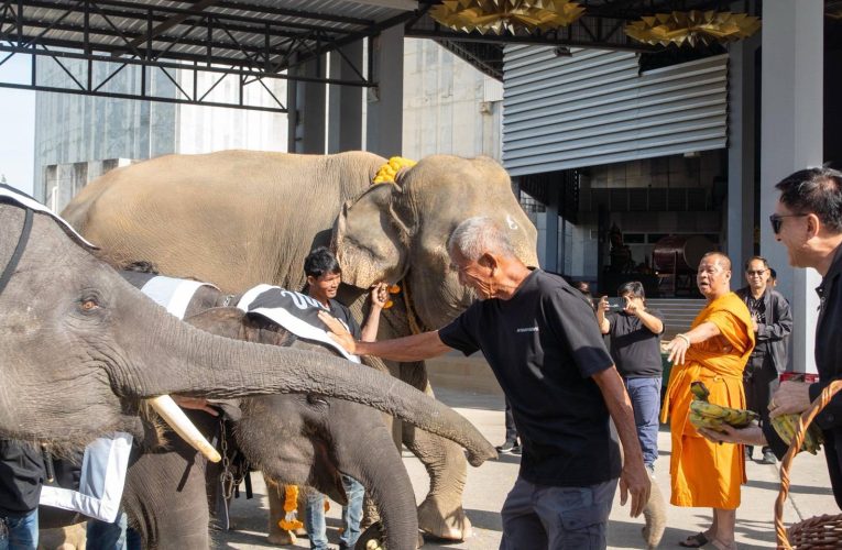 “ปางช้างลูกดก 11 เดือน คลอดแล้ว 9 เชือก ”สวนนงนุชพัทยาจัดใหญ่พิธีรับขวัญลูกช้าง