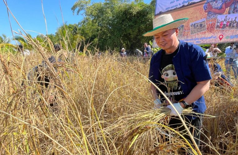 สกลนคร แม่ทัพกุ้งนำทัพเกี่ยวข้าว เผยทำมาตั้งแต่เด็กสบายๆ
