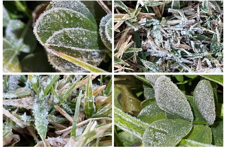 อากาศหนาว ที่ดอยอินทนนท์ 2 องศาที่กิ่วแม่ปาน อุณหภูมิยอดหญ้า 0.1 องศา เกิดปรากฏการณ์ เหมยขาบ ติดต่อกันเป็นวันที่ 6 แล้ว นักท่องเที่ยวคึกคักในช่วงวันหยุด ขึ้นสัมผัสอากาศหนาว ชมแสงอาทิตย์ยามเช้า ทะเลหมอก บันทึกภาพเหมยขาบ อย่างมีความสุข