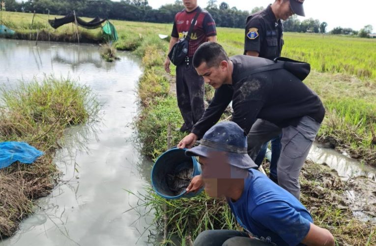 ตำรวจ สภ.แม่โป่ง วิ่งไล่จับผู้ต้องหา ลักทรัพย์ ปลา 5 ตัวกลางทุ่งนาติดคุก