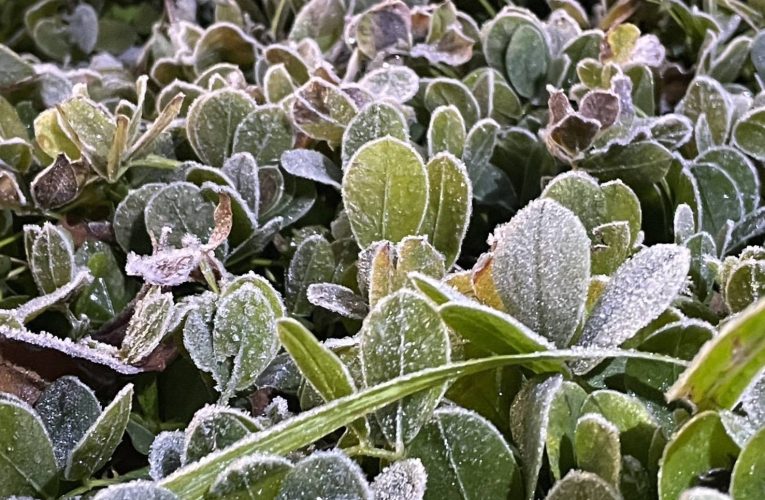 อากาศหนาว ที่ดอยอินทนนท์ นักท่องเที่ยวคึกคัก อุณหภูมิ 5 องศา เกิดเหมยขาบติดต่อกันเป็นวันที่ 7 แล้ว