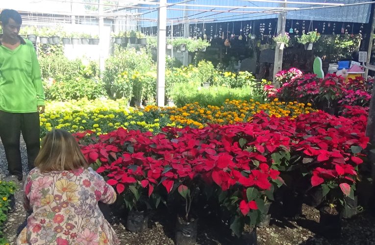 สายไม้ดอกไม้ประดับ ออกมาหาซื้อดอกไม้เมืองหนาวกันมากขึ้น หลังอากาศหนาวเย็นลง