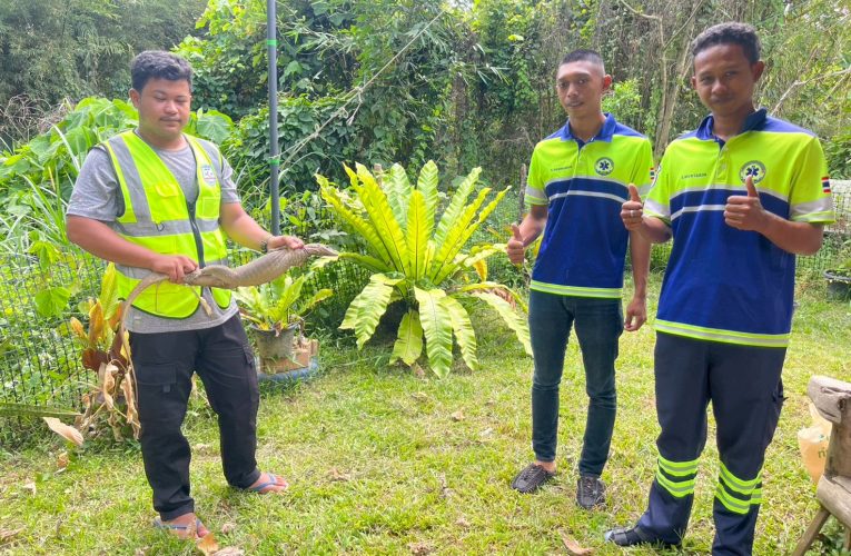 ยะลาชาวบ้านตกใจแต่เช้าพบตะกวดติดตาข่ายหลังบ้านแจ้งกู้ภัยช่วย