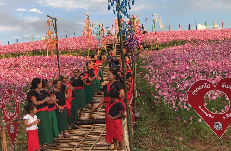 ชัยภูมิชาวญัฮกุรมอญโบราณชวนเที่ยวทุ่งคอสมอสใหญ่สุดในภาคอีสาน