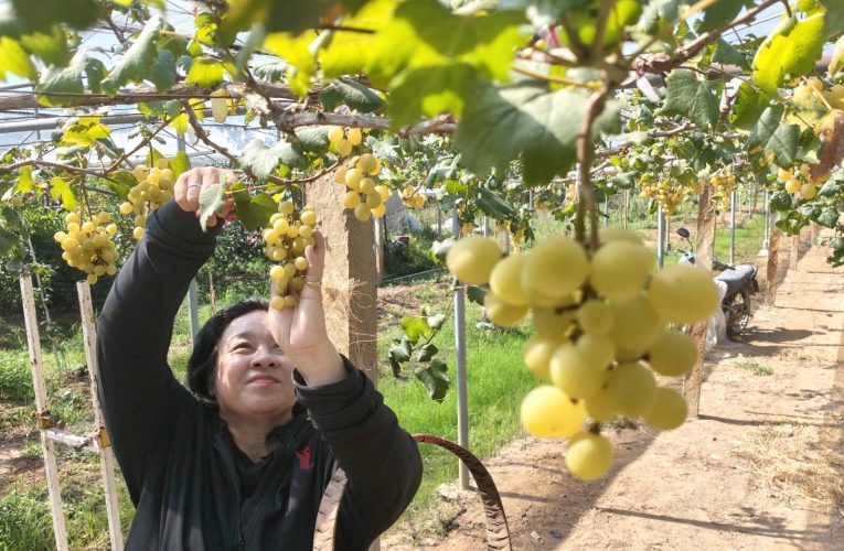พิษณุโลก สัมผัสหมอกหนาวเย็น รายล้อม โครงการพระราชดำริ สวยงาม พร้อมชิมสตอเบอรี่พันธุ์ 80
