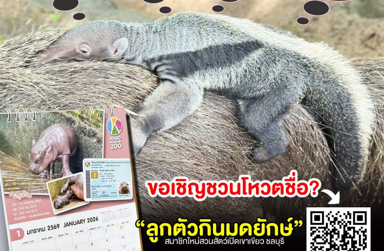 สวนสัตว์เปิดเขาเขียว ชวนร่วมโหวตตั้งชื่อ “ลูกตัวกินมดยักษ์ เพศผู้” ลุ้นรับปฏิทินหมูเด้ง จำนวน 10 รางวัล