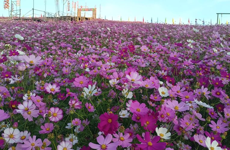 ชัยภูมิ เปิดทุ่งคอสมอส ส่งเสริมการท่องเที่ยวรับปีใหม่ 69 คึกคัก