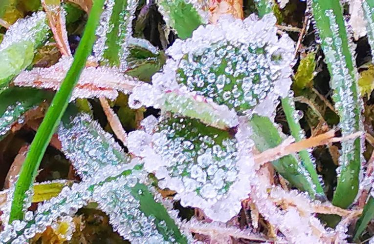 อากาศหนาวเย็นยะเยือก ยอดหญ้าอุณหภูมิติดลบ -0.9 องศา อุณหภูมิต่ำสุดที่ดอยอินทนนท์ 4 องศา เกิดปรากฏการณ์น้ำค้างแข็ง,เหมยขาบ ขาวโพล นักท่องเที่ยวยังคงคึกคัก