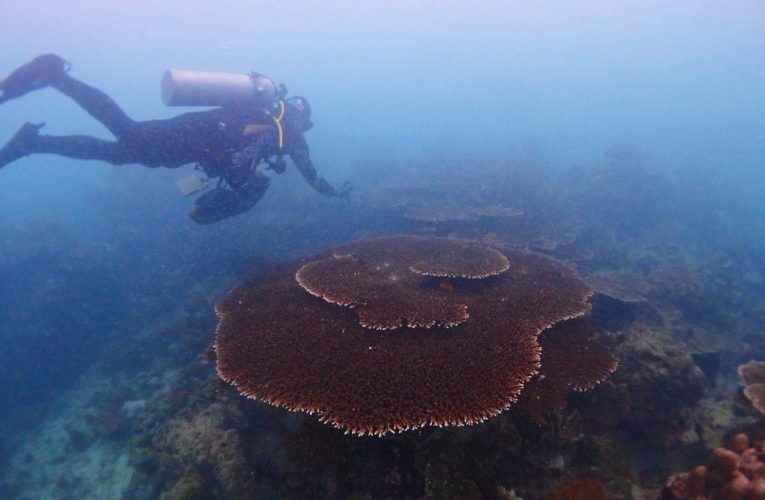 ฤดูกาลท่องเที่ยวปี 69 หมู่เกาะลันตากระบี่พร้อมรับนักท่องเที่ยวต้นเดือนธันวาคมเป็นต้นมากลุ่มยุโรปสแกนดิเนเวียเข้าวันละ 200 – 300 คนสัมผัสธรรมชาติทางทะเล