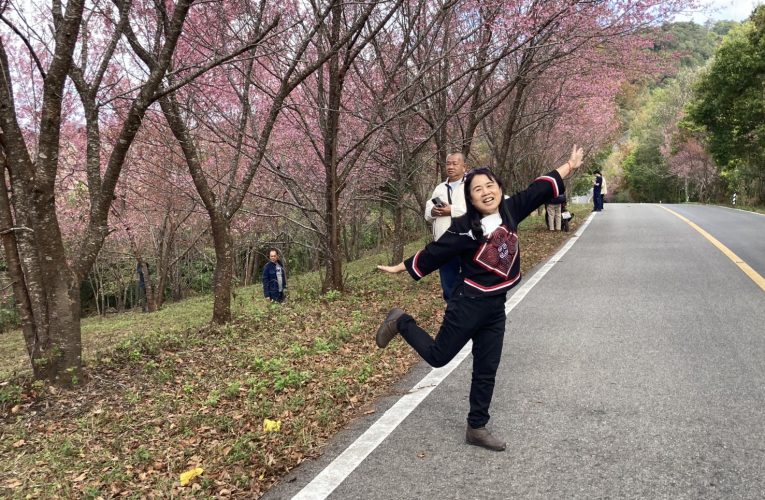 อำเภอฝาง จังหวัดเชียงใหม่ท่องเที่ยวชมดอกพญาเสือโคร่งเส้นทางอ่างขาง25 ธันวาคม 2568