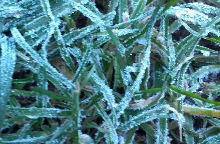 ยอดดอยอินทนนนท์อุณหภูมิต่ำสด 3 องศา ยอดหญ้าติดลบ -1.2 องศา เกิดเหมยขาบต่อเนื่องเป็นครั้งที่ 18 แล้ว ในปี 68 นักท่องเที่ยวคึกคัก