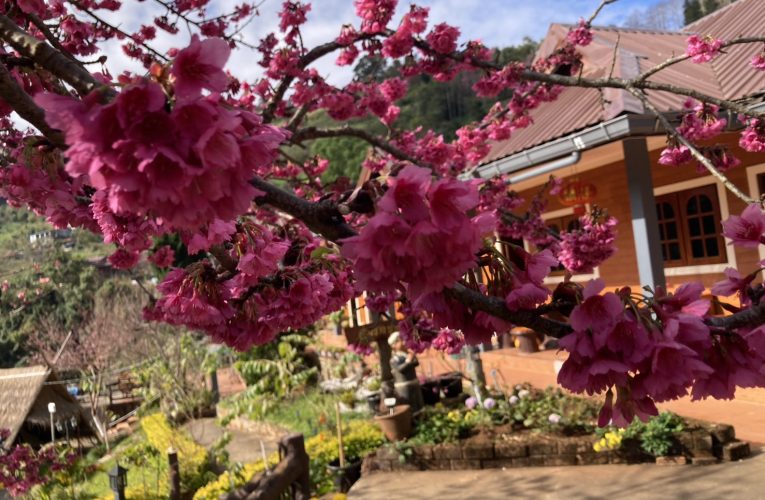 อำเภอฝาง จังหวัดเชียงใหม่ซากุระแท้ผลิบานในโครงการหลวงอ่างขาง