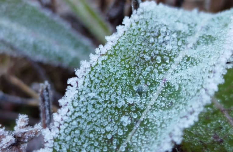 อากาศหนาวอุณหภูมิต่ำสุด 3 องศา ยอดหญ้าติดลบ -1.7 องศา เกิดเหมยขาบครั้งที่ 21 แล้ว นักท่องเที่ยวแห่ขึ้นดอยอินทนนท์ สัมผัสอากาศหนาว ช่วงวันหยุด ทะลุหมื่นคน